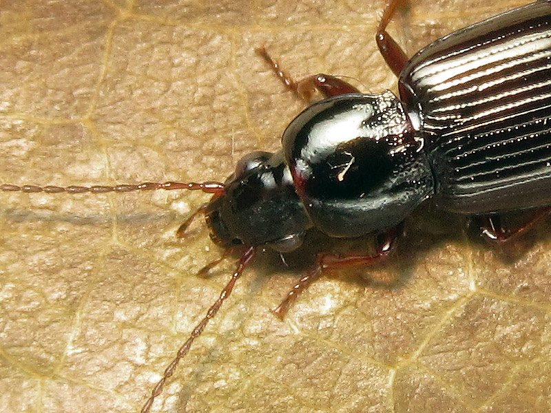 Carabidae: Pterostichus strenuus